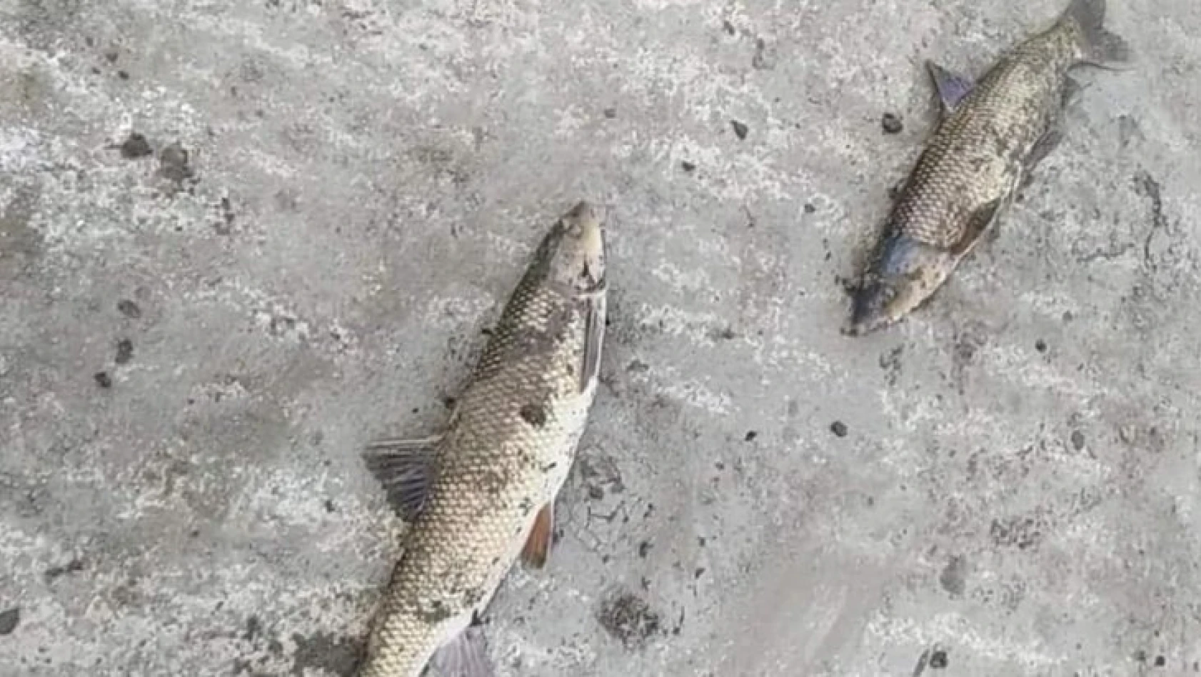 Irmakta yaşanan toplu balık ölümleri tedirgin etti