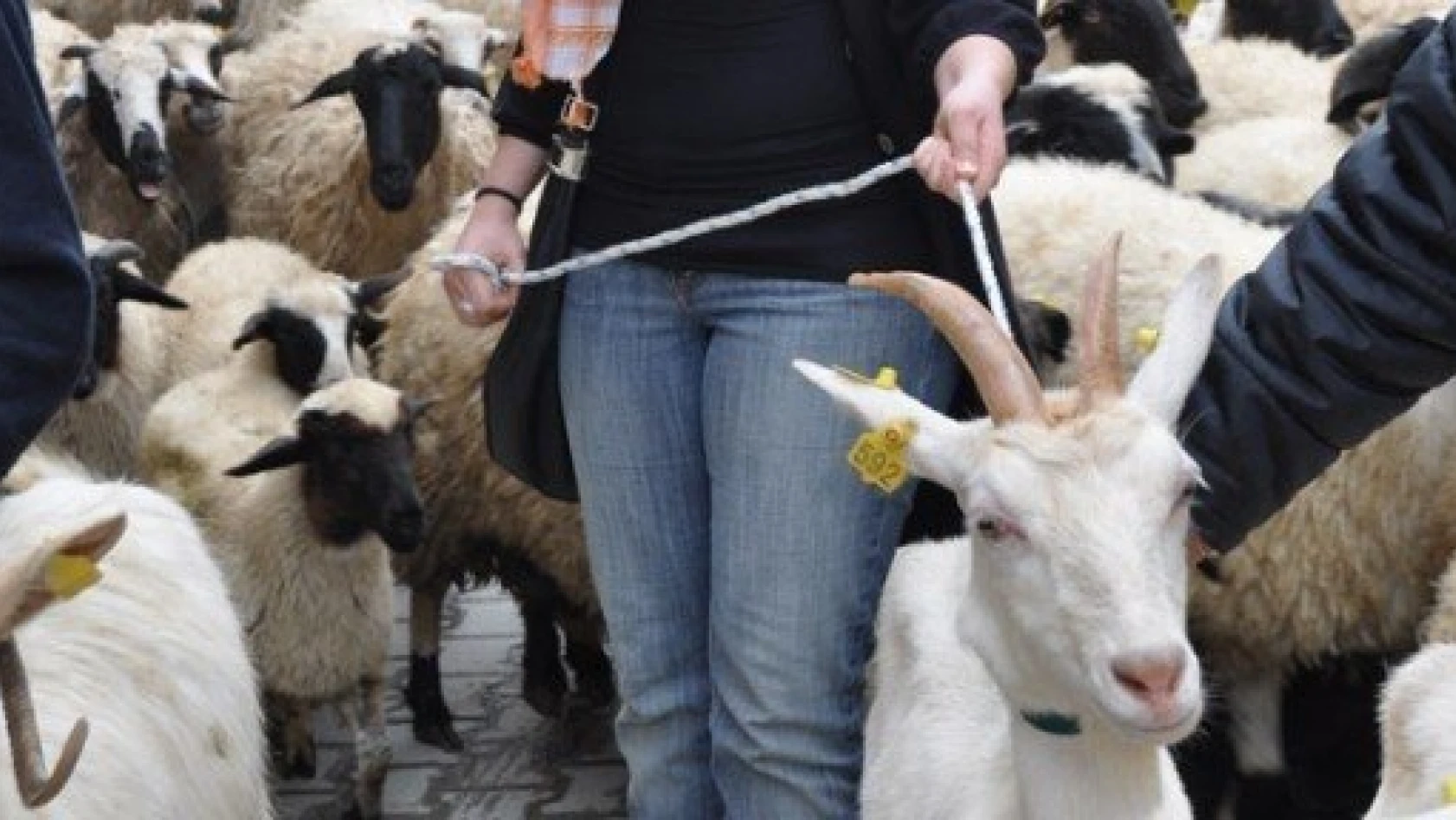 İzmir Koyun Keçi Panayırı 14-15 Eylül'de düzenlenecek