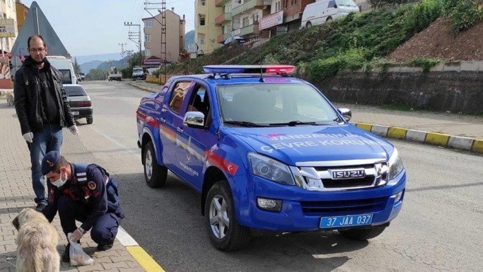 Jandarma ekipleri 12 sokak köpeğini aşıladı