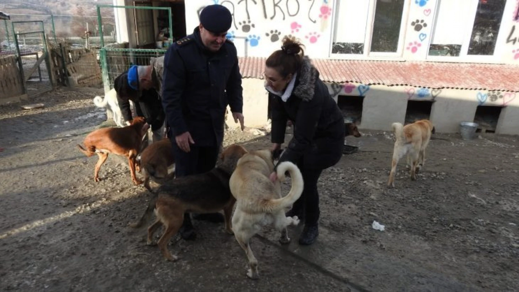 Jandarma, soğuk kış günlerinde sokak hayvanlarını besledi