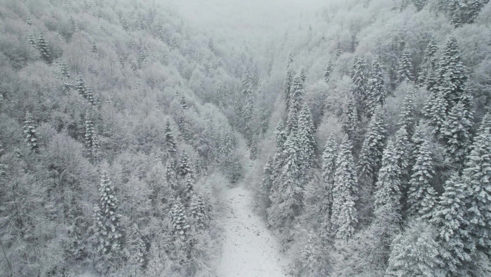 Kar ve sisle buluşan ormanlar