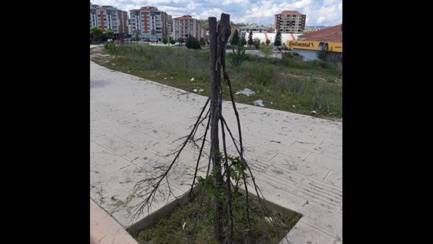 Kastamonu Belediyesi, kesilen ağaç için tepki gösterdi
