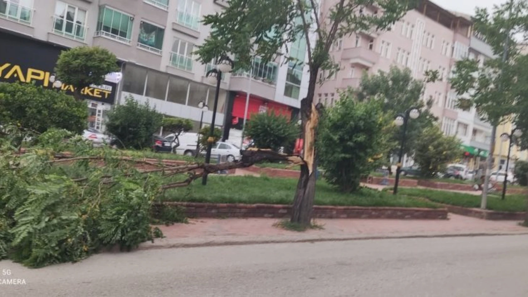 Tosya'da fırtına ağaçları devirdi