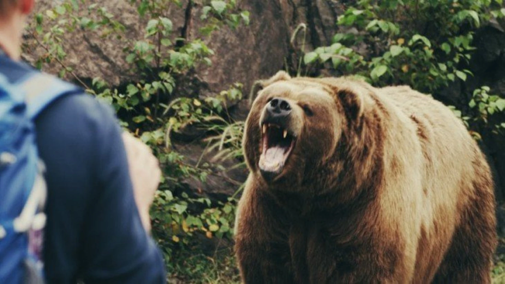 Kastamonu'da hayvan otlatan şahsa ayı saldırdı