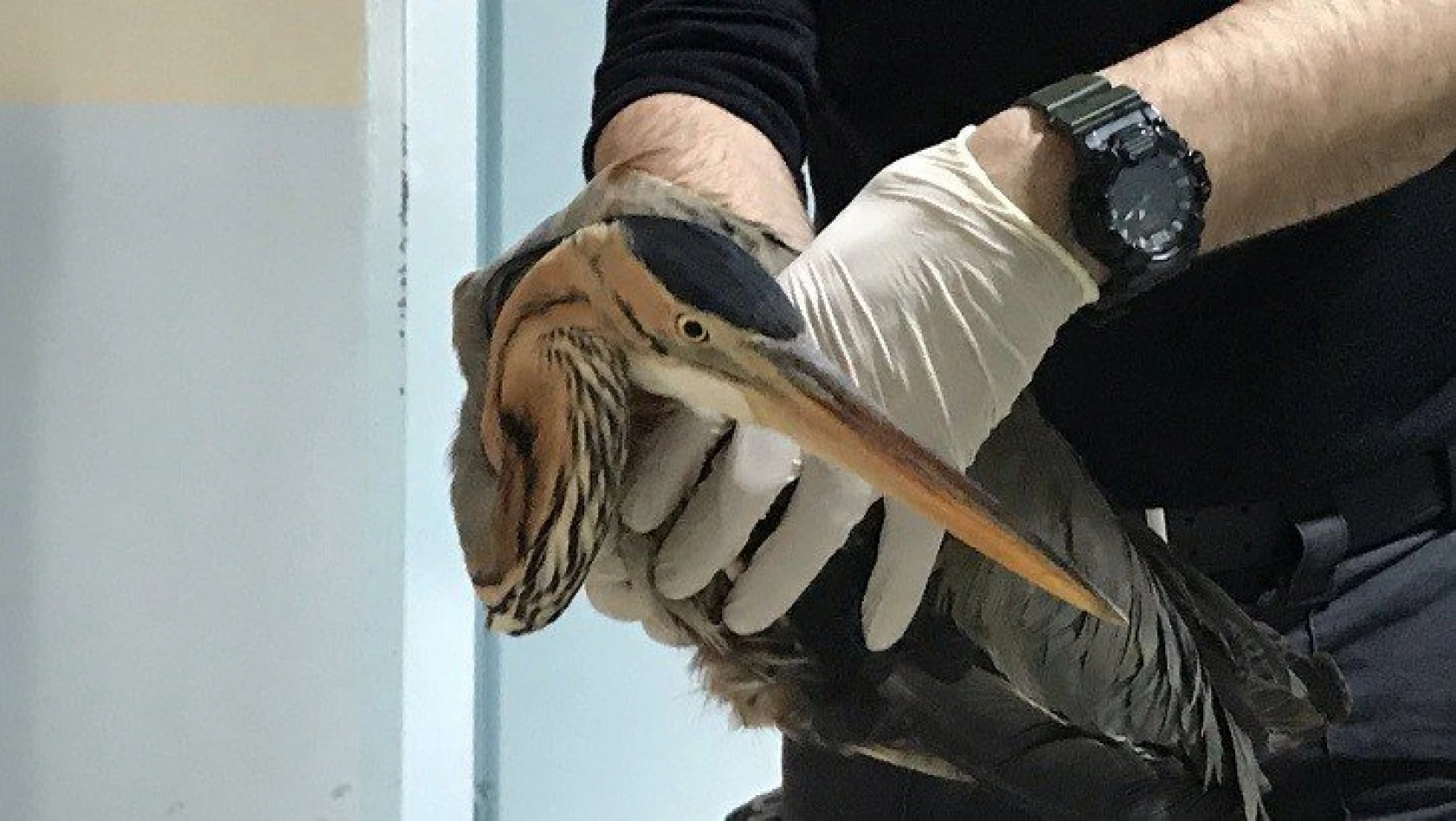 Kastamonu'da uçamayan balıkçıl kuşu koruma altına alındı
