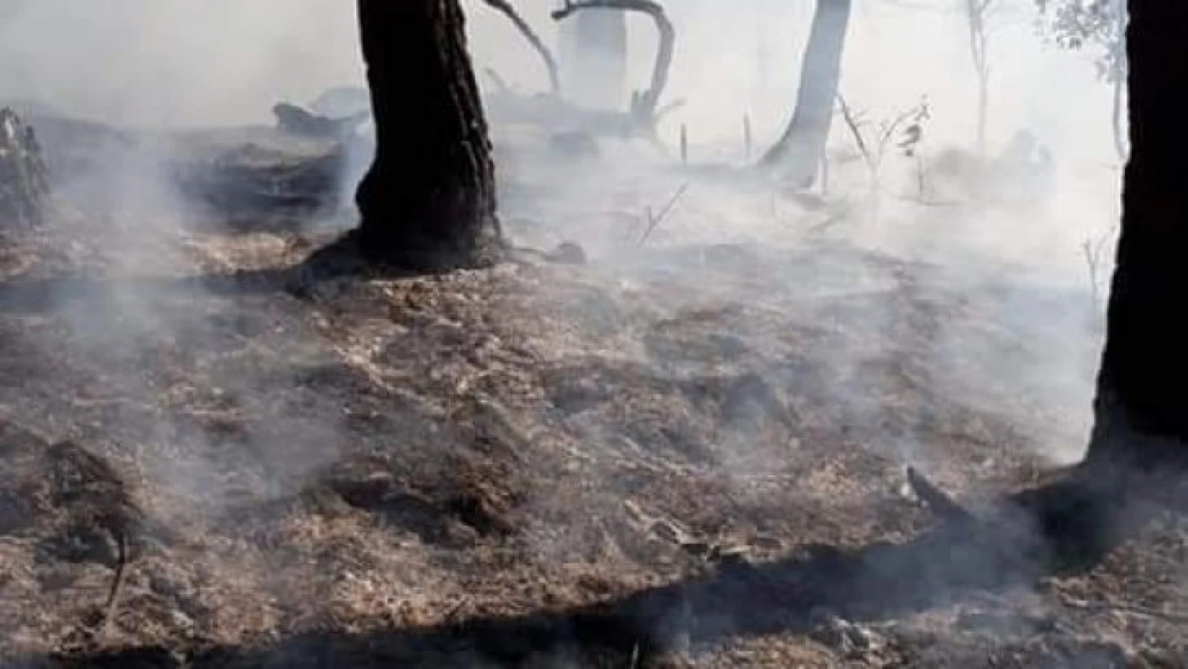Kastamonu'daki orman yangınları kontrol altına alındı