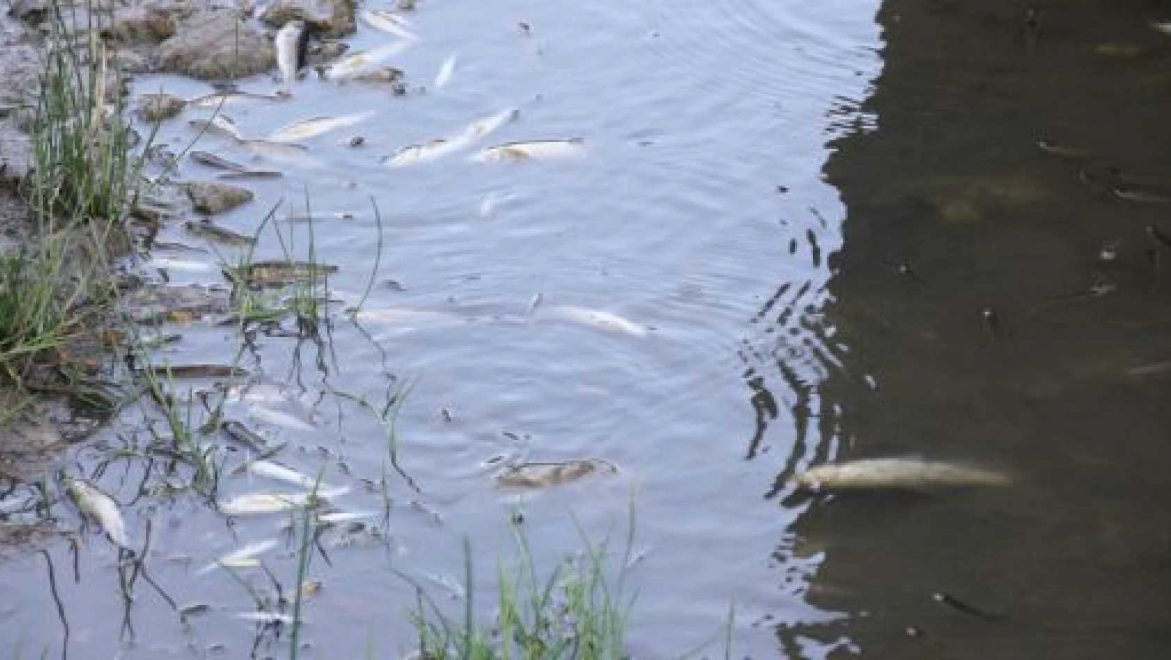 Kastamonu'da Toplu Balık Ölümleri Yaşanıyor