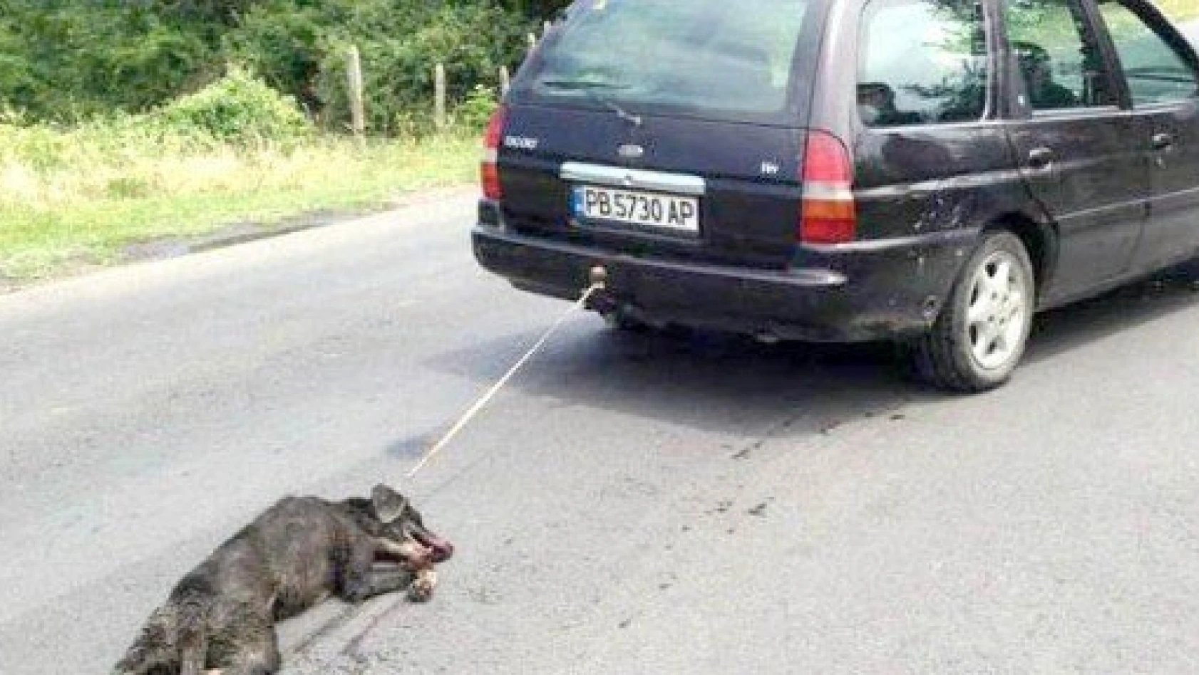 Köpeği arabanın arkasında sürükleyen şahsı 3 yıl hapis bekliyor
