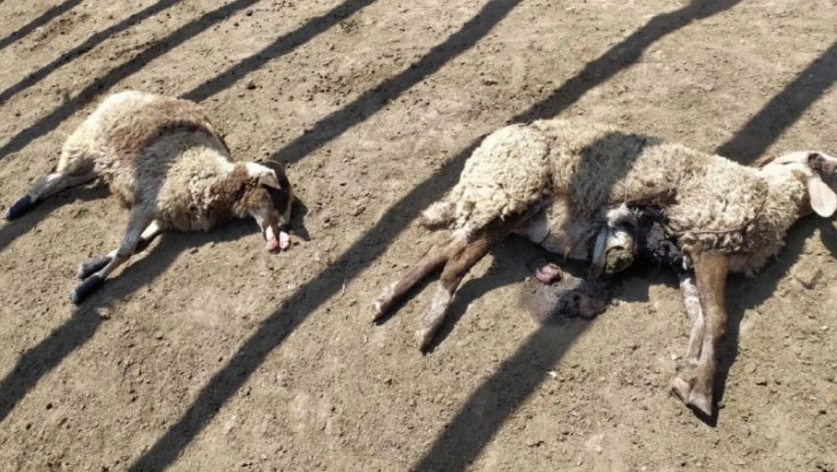 Ayı, 25 koyunu telef etti 2 koyunu yaraladı!
