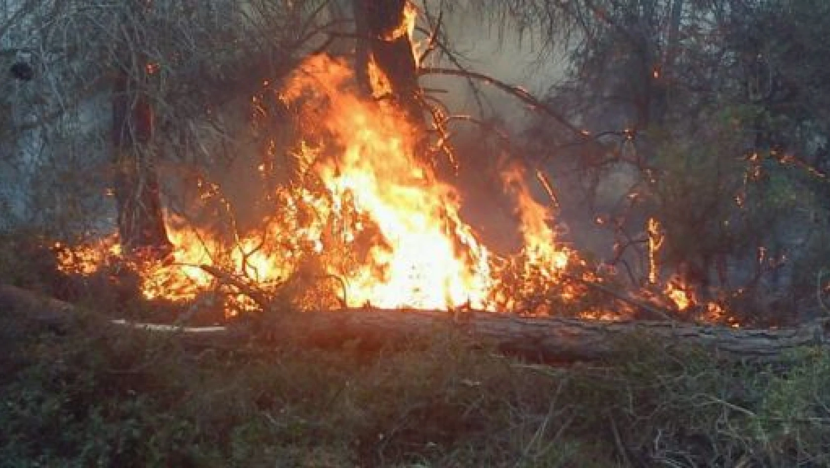 Mantarcı Ateşi 25 Orman Yangınına Neden Oldu
