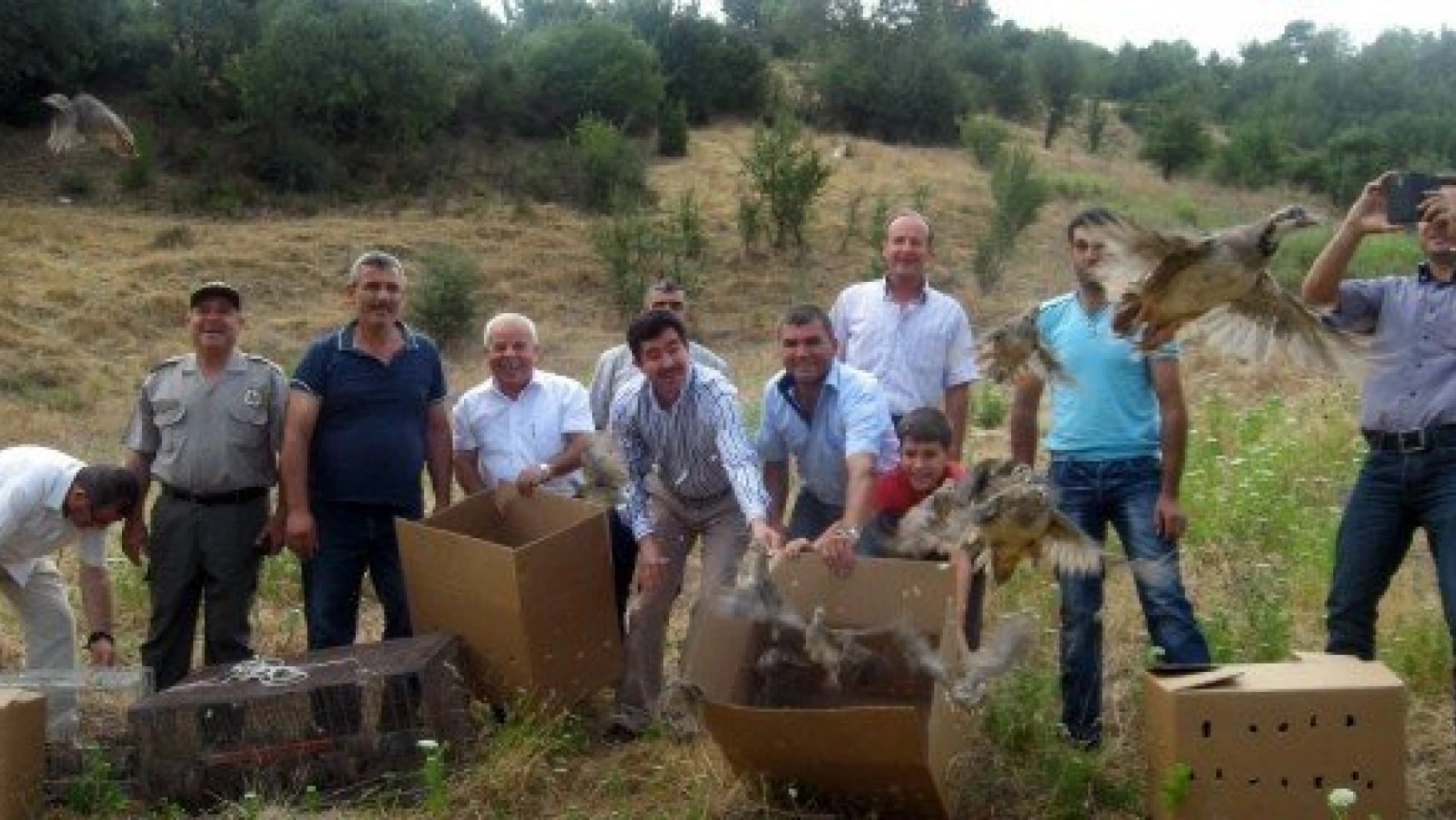 Sarayköy'de 250 keklik yetiştirilerek doğaya salındı