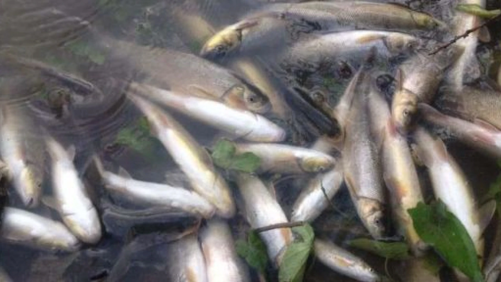 Taşköprü'de Balık Ölümleri Yaşanıyor