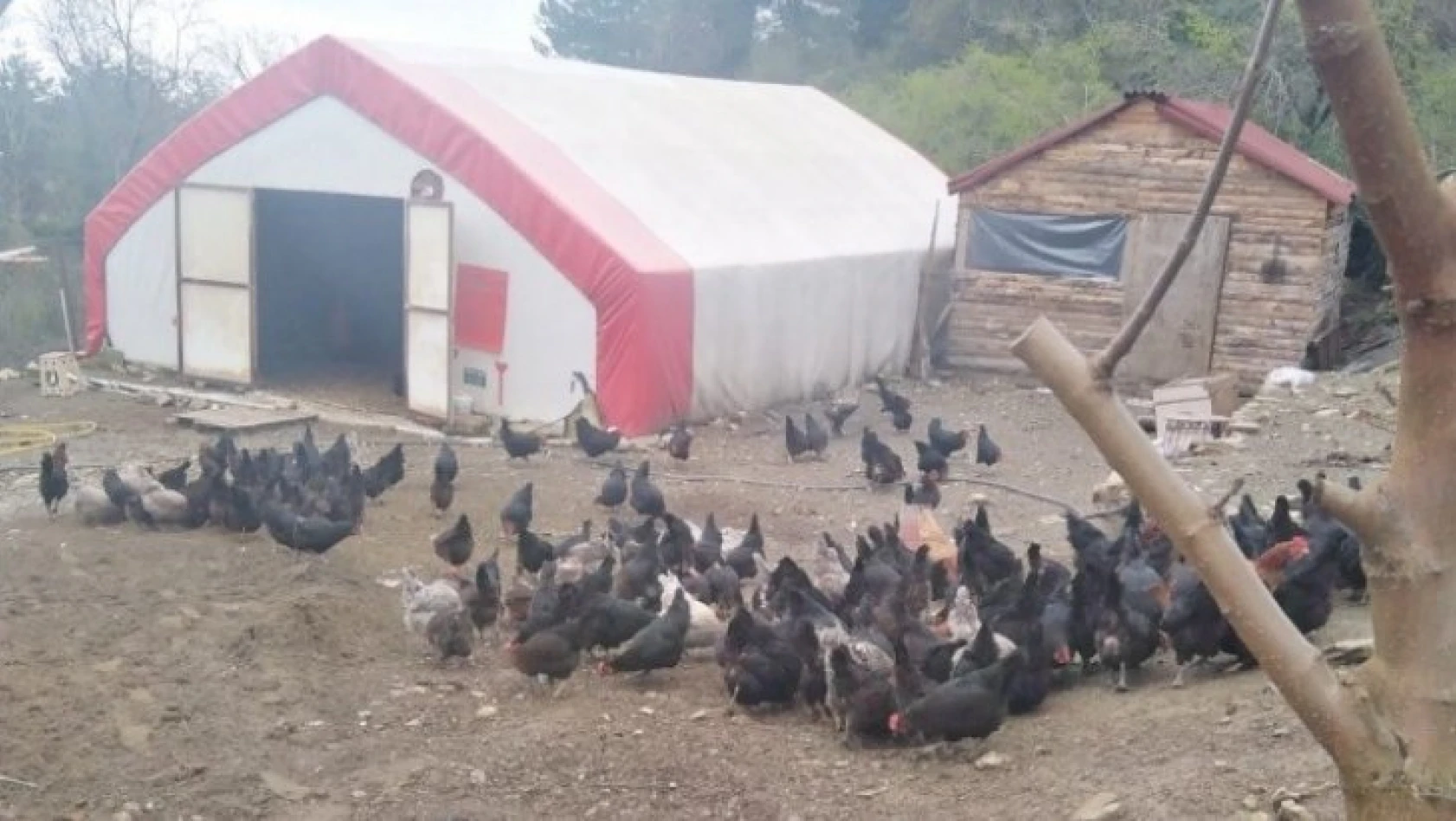 Tavukları çalınan kadın çiftçiden hırsıza beddua
