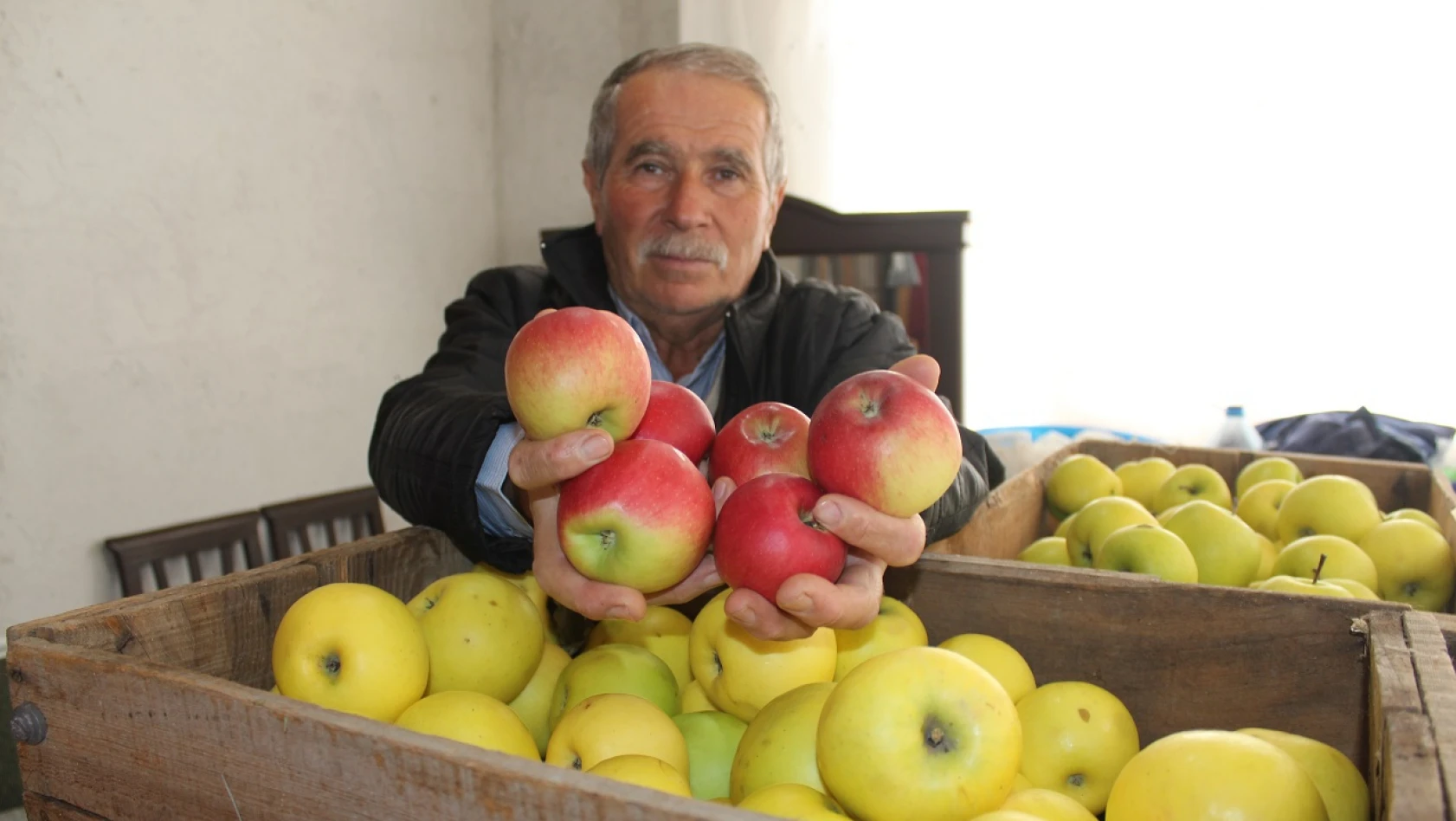 Tosya'da 1700 ton elma hasadı yapıldı
