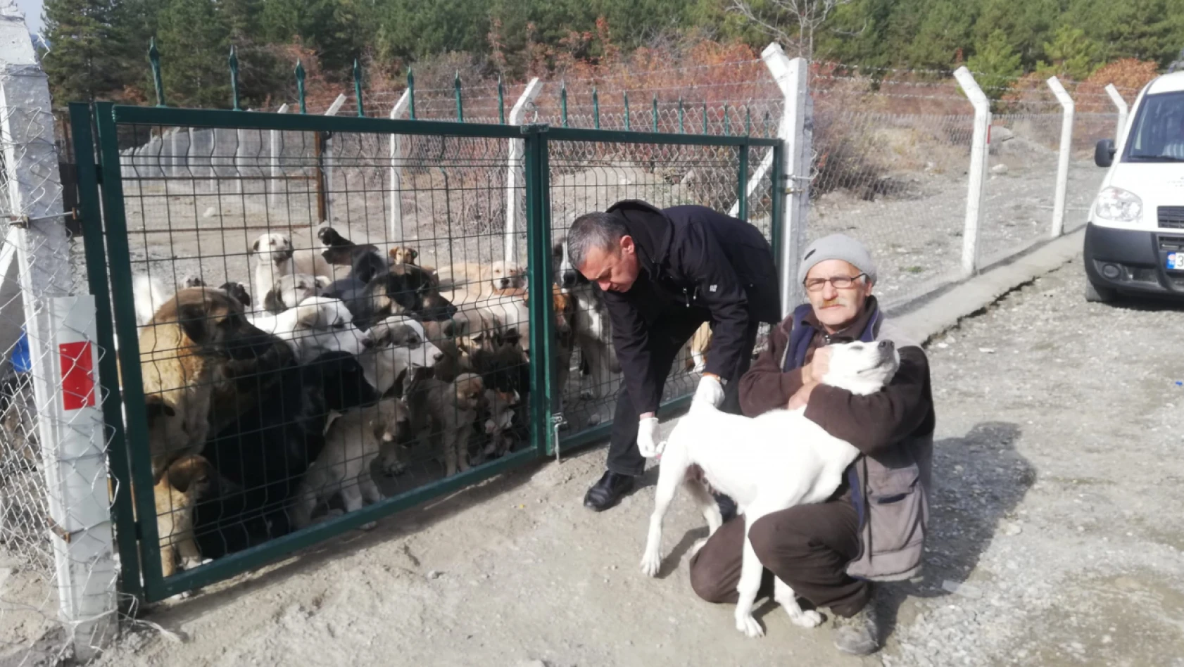Tosya'da sahipsiz köpeklere kuduz aşısı yapılıyor