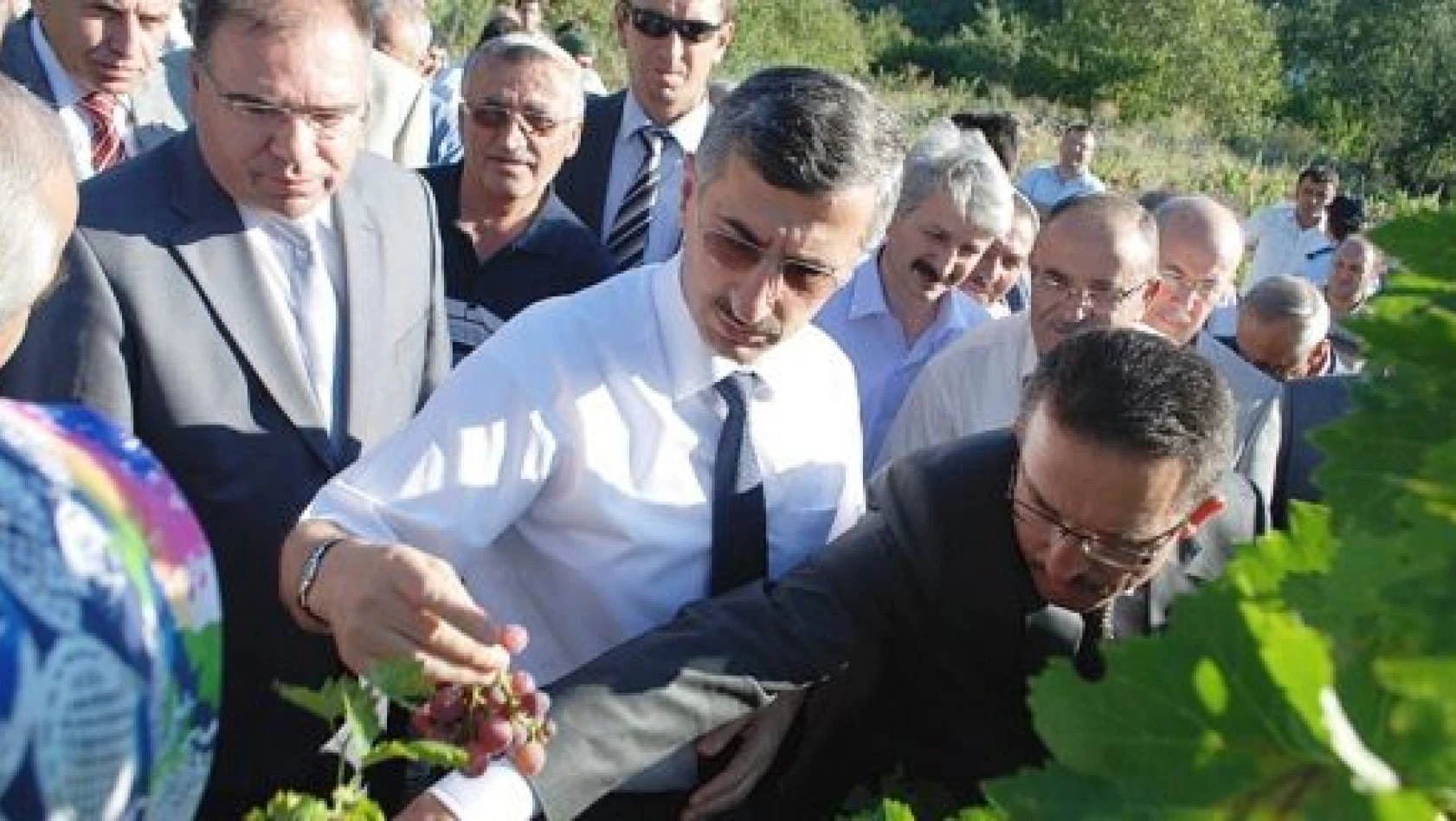 Tosya'da Bağbozumu ve Tarla Günü Etkinlikleriyle Üzüm Hasadı Başladı