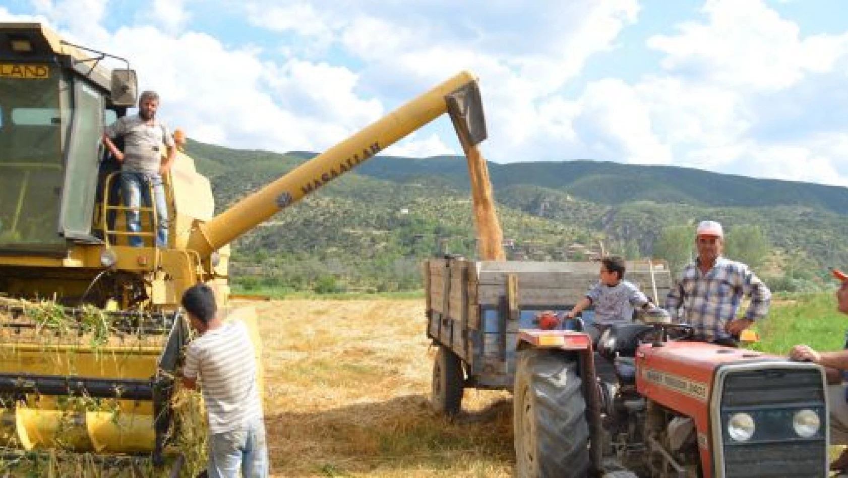 Tosya'da Buğday Hasadı Sıkıntılı Başladı