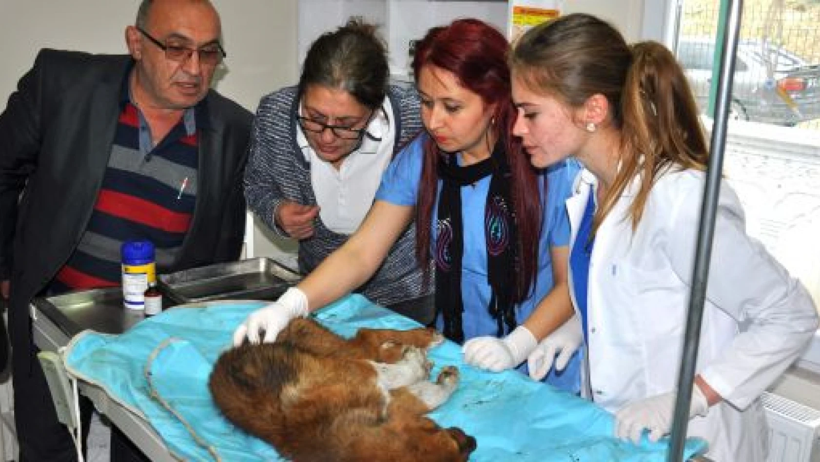 Yaralı Köpeğe, Kastamonu Belediyesi Sahip Çıktı