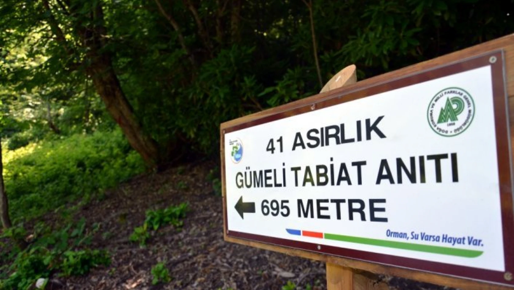 'En yaşlı' porsuk ağacına yoğun ilgi