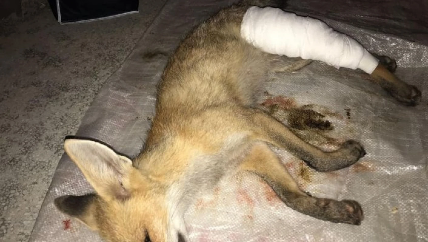 Kastamonu'da yaralı tilki tedavi altına alındı