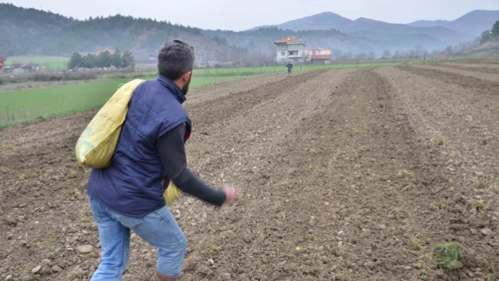 Hanönü'de yıllar sonra kendir ekimine başlandı