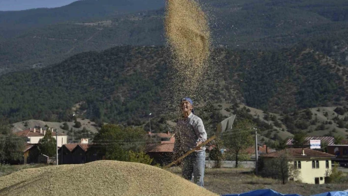 Pirinç hasadı başladı