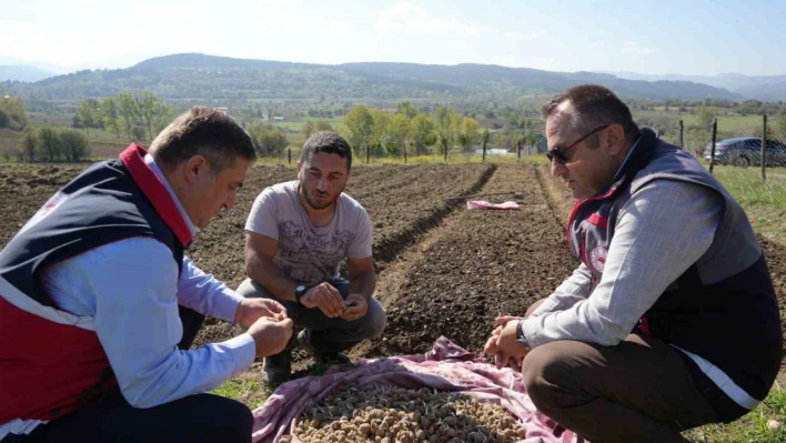 Salep üretimi artıyor