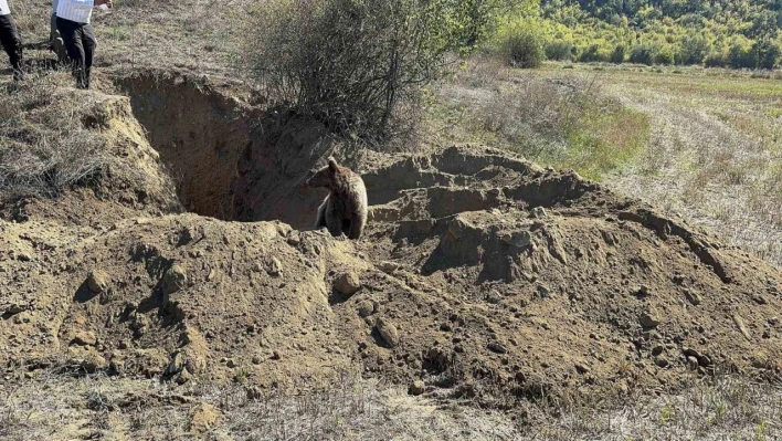 Çukura düşen yavru ayı kurtarıldı