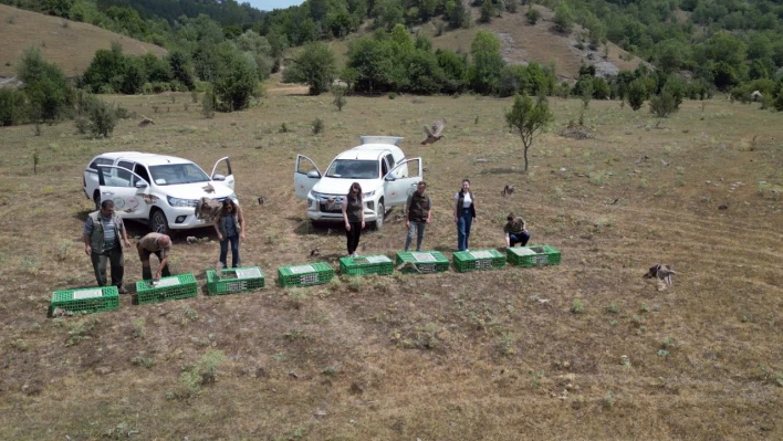 Kastamonu'da doğaya 900 keklik salındı