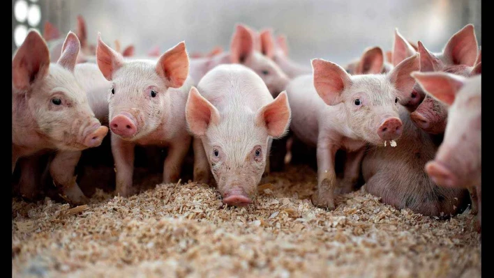 Lisanslı domuz çiftlikleri iddiasına yanıt!
