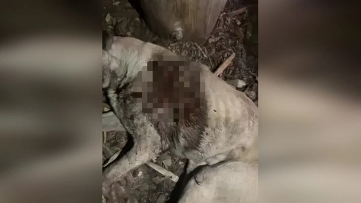 Taşköprü'de köpek öldürüldüğü iddiası!