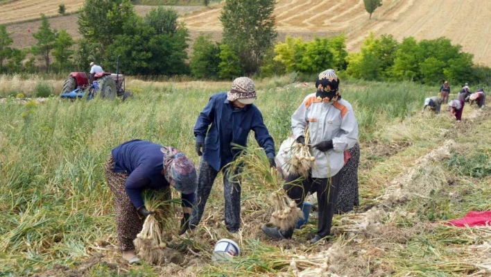 2024 yılı sarımsak fiyatları! Hasadı devam ediyor