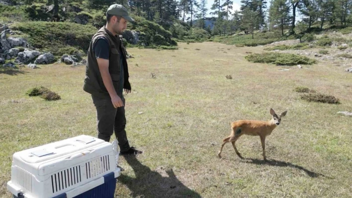 Karaca yeniden doğaya salındı